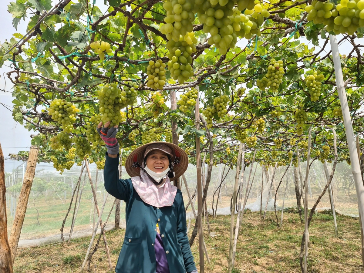 Tái cơ cấu, nâng cao giá trị cây ăn quả tại miền núi tỉnh Khánh Hòa